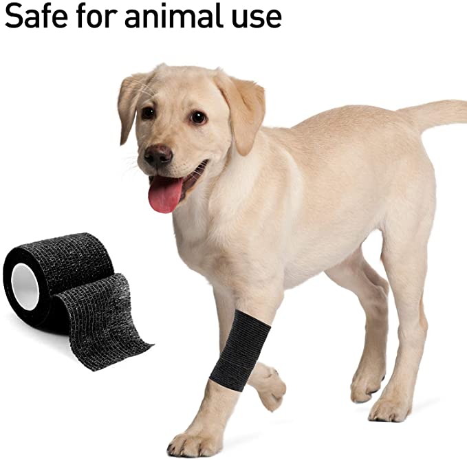 dog (3)
